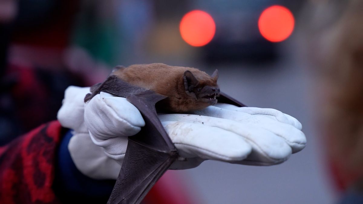 Ochránci přírody vypouštěli netopýry po zimním spánku